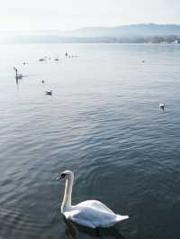 我宣佈，蘇黎世的秋日已封神!citywalk路線