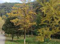 帽子峰林場金黃秋日仙境