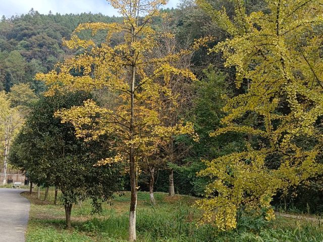 帽子峰林場金黃秋日仙境 帽子峰林場金黃秋日仙境