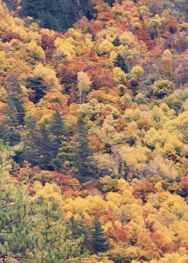 秋日童話九寨溝