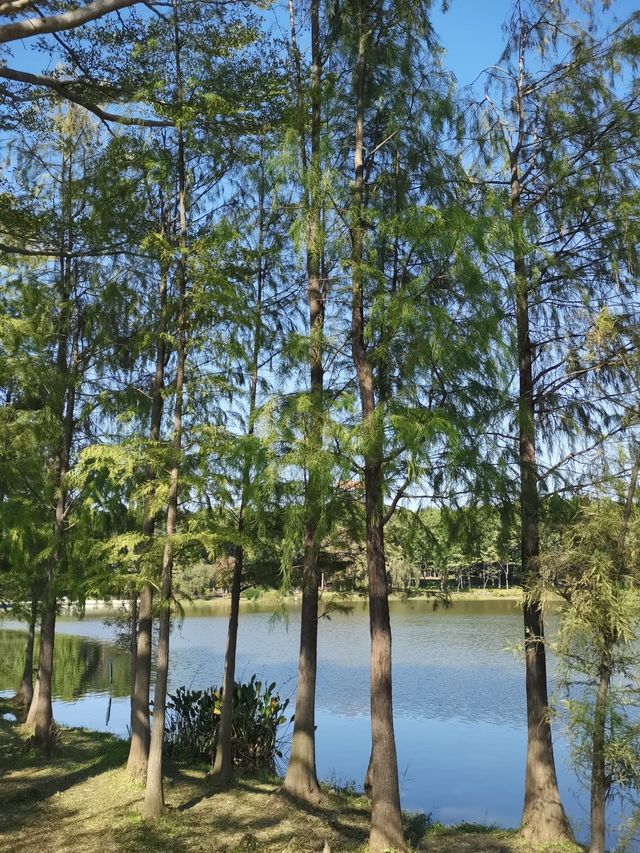 藏在市區的綠野仙蹤|東莞植物園拍照全攻略 藏在市區的綠野仙蹤|東莞植物園拍照全攻略
