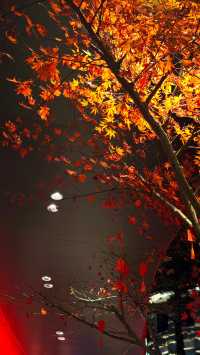 廬山賞秋必去！牯嶺鎮楓葉紅透的浪漫時光