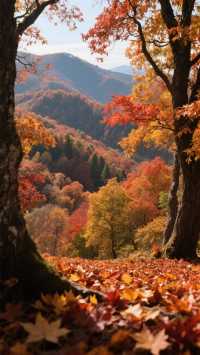 蘇州人的秋天私藏!會發光的楓葉