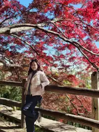 留住秋天的一百種方式之莫干山的楓葉