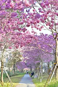 18圖帶你看深圳秋冬限定美景