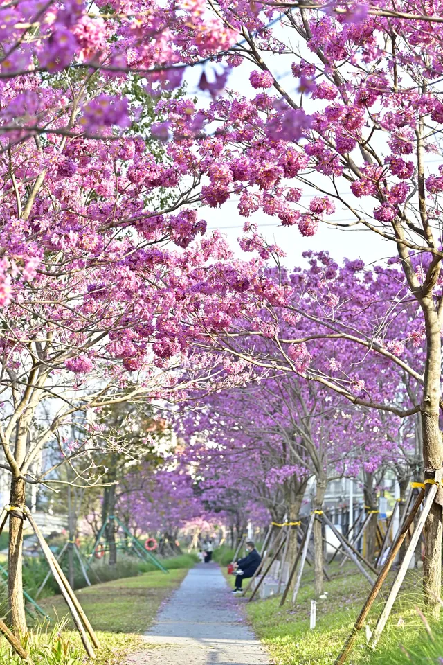 18圖帶你看深圳秋冬限定美景 18圖帶你看深圳秋冬限定美景