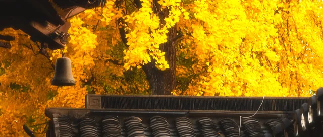 我從未見過如此盛大的銀杏。 我從未見過如此盛大的銀杏。