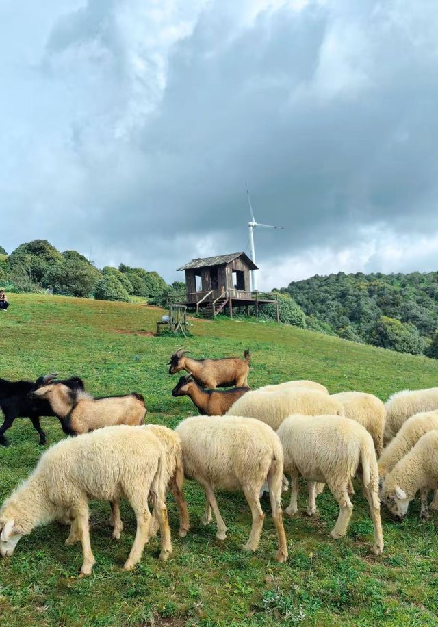 大理風車山!闖進童話牧場 大理風車山!闖進童話牧場