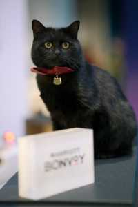 淀山湖喜來登偶遇網紅黑貓店長|松下S9膠片風大片