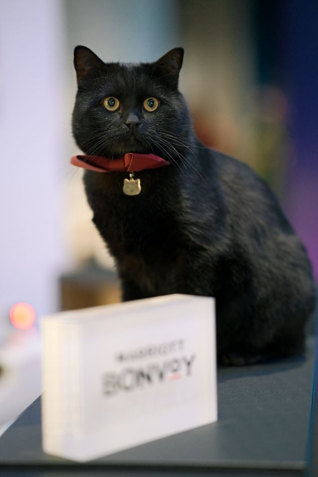 淀山湖喜來登偶遇網紅黑貓店長|松下S9膠片風大片 淀山湖喜來登偶遇網紅黑貓店長|松下S9膠片風大片