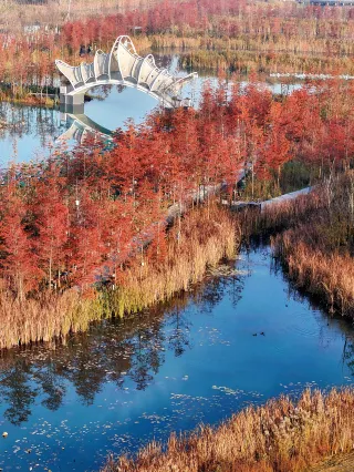 太陽が昇り始めると、磨滩のレッドウッドが最高に輝く