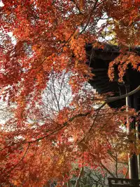 秋日頂流～～明孝陵胭脂雪