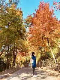 大棠楓香林.你沒看錯.這是香港的楓葉林喔