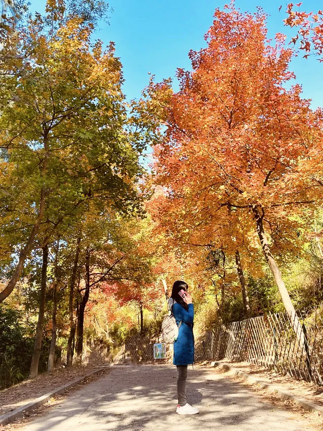 大棠楓香林.你沒看錯.這是香港的楓葉林喔 大棠楓香林.你沒看錯.這是香港的楓葉林喔