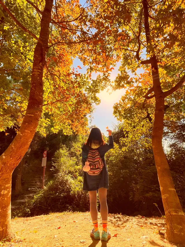 大棠楓香林.你沒看錯.這是香港的楓葉林喔 大棠楓香林.你沒看錯.這是香港的楓葉林喔