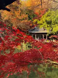 12.5實況 ｜棲霞山美得讓人掐人中