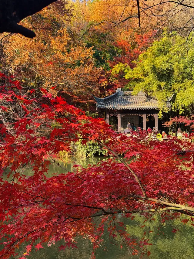 12.5實況 ｜棲霞山美得讓人掐人中