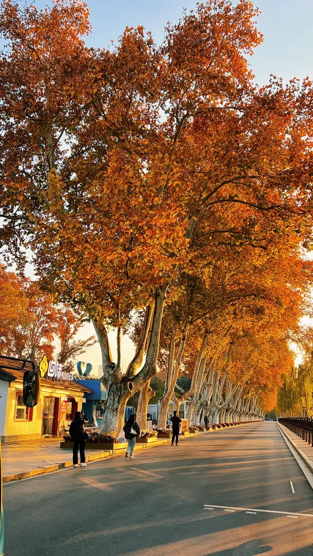 賞銀杏~一定要來玄武湖梁洲覽勝閣~ 賞銀杏~一定要來玄武湖梁洲覽勝閣~