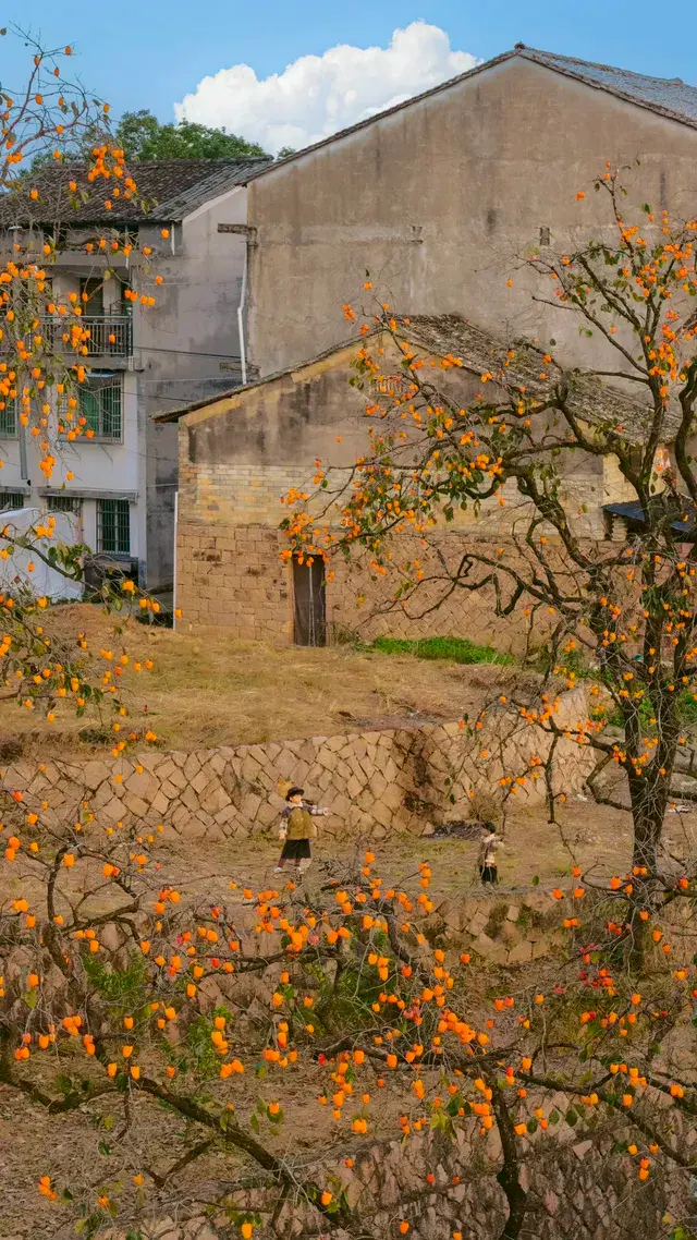 溫州市區1h達這個免費古村,柿子正紅透 溫州市區1h達這個免費古村,柿子正紅透