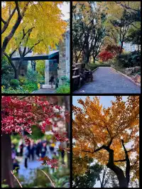 速藏靜安秋景限時上新附打卡指南！