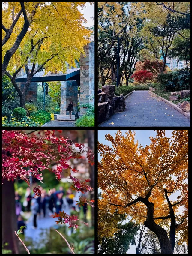 速藏靜安秋景限時上新附打卡指南！