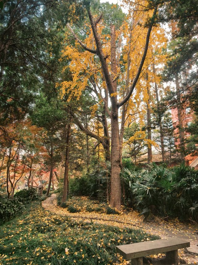 葉家花園 | 深秋的銀杏秘境 葉家花園 | 深秋的銀杏秘境