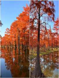 上海版阿勒泰:這片水杉林美到窒息,冬日治癒感拉滿