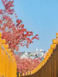 不用去皖南!溫嶺市區藏了個「秋日童話」