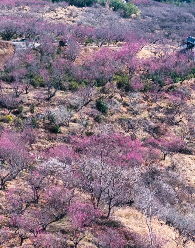Zhuji Plum Blossom Viewing Guide Released