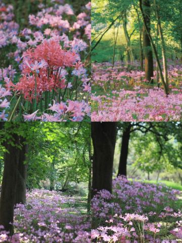 浙江のピンク紫色の彼岸花、一面のロマンチックな花海 | Trip.com 杭州