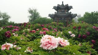 Shandong's Stunning April Flower Viewing Season