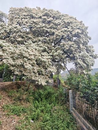 桜桃村で流蘇を楽しむ：安丘市張家溜村