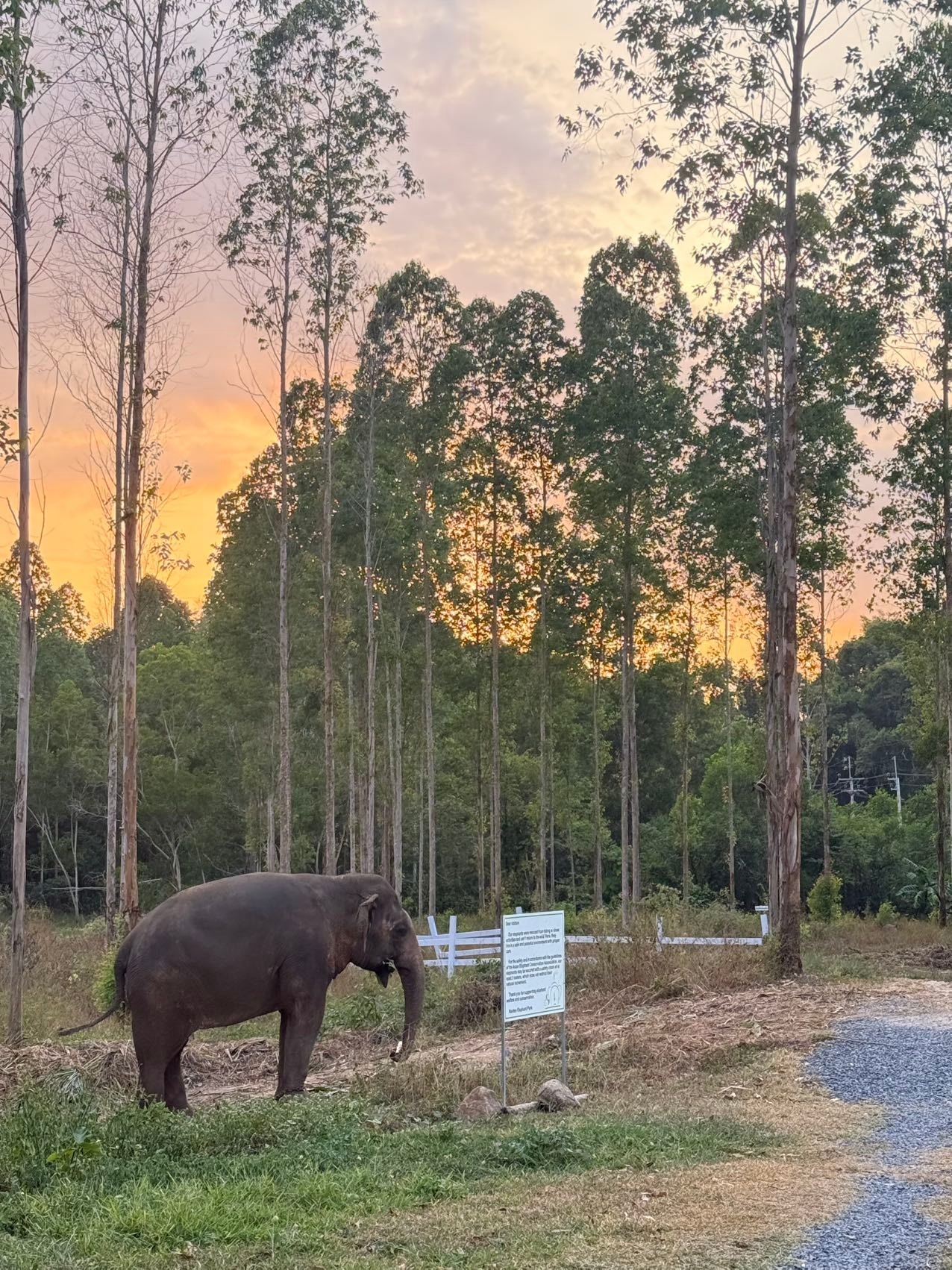 Phuket Nadi Elephant Camp｜The joy of feeding elephants + petting capybaras, all for just 100 RMB