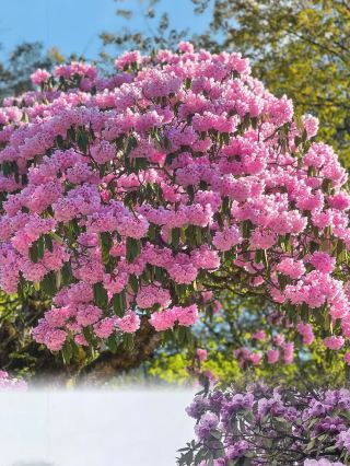 Emei mountain exclusive flower sea | May alpine rhododendrons are breathtaking Ø