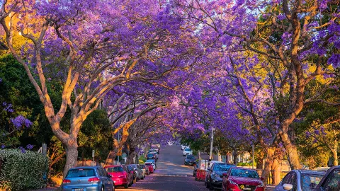 The Jacaranda season in New South Wales has begun — traveler post in Sydney
