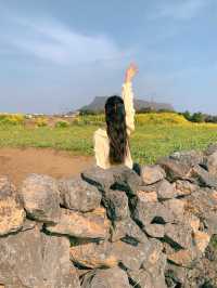 성산일출봉이 한 눈에 보이는 유채꽃 명소