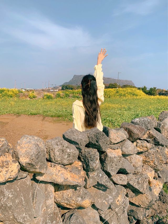 성산일출봉이 한 눈에 보이는 유채꽃 명소