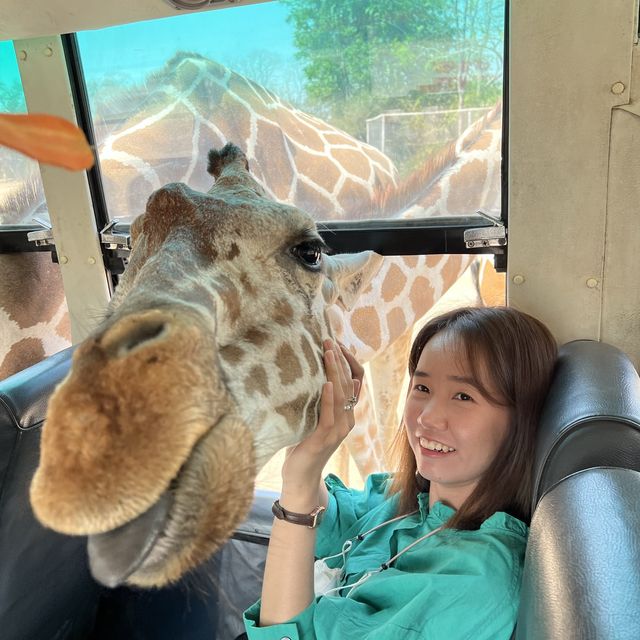 ซาฟารีปาร์ค กาญจนบุรี 🦒🦓🐘🐅🐆🦁🦌🐪