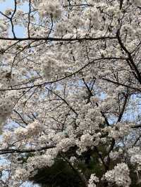 🌸이번년도 봄에는 부천 진달래꽃동산에서 진달래꽃 구경🌸