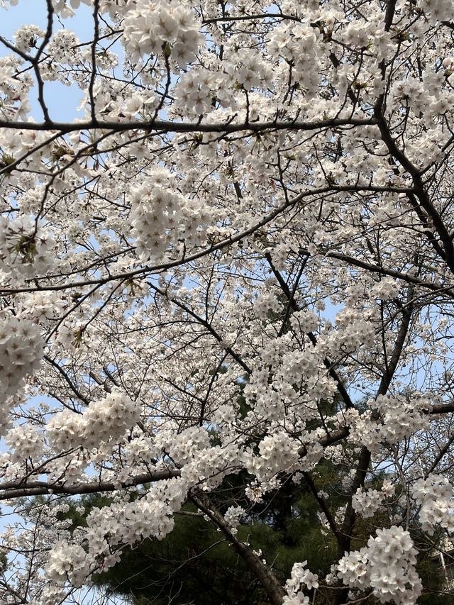 🌸이번년도 봄에는 부천 진달래꽃동산에서 진달래꽃 구경🌸
