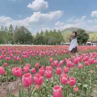 広島県　世羅高原農場　チューリップ