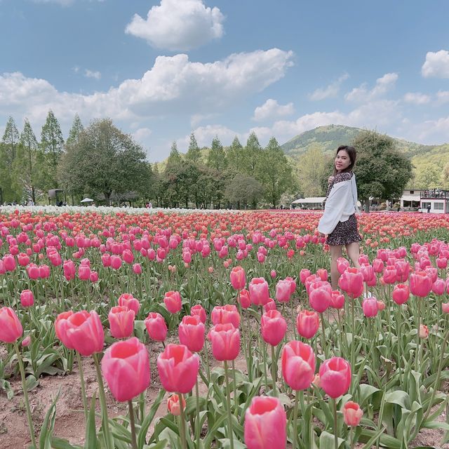 広島県　世羅高原農場　チューリップ