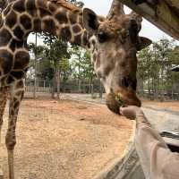 泰國 清邁 夜間野生動物園