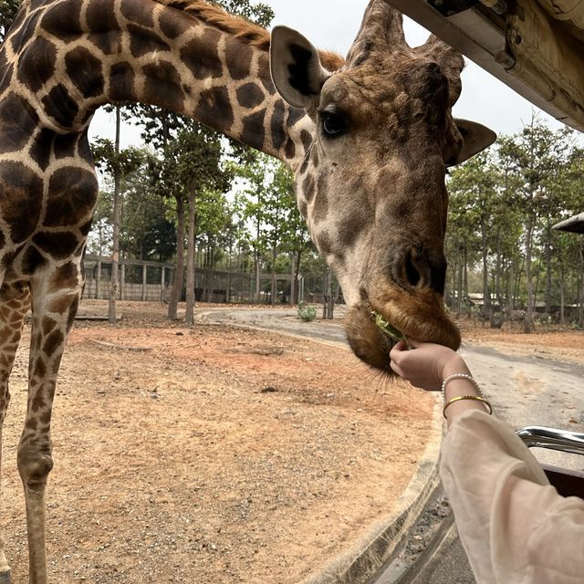 泰國 清邁 夜間野生動物園