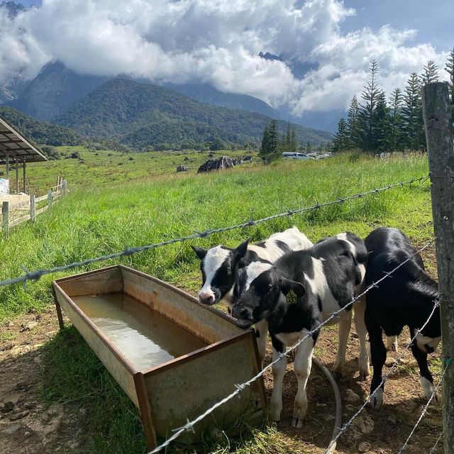 Desa Dairy Farm, Sabah