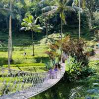 Most Photogenic Rice Terraces