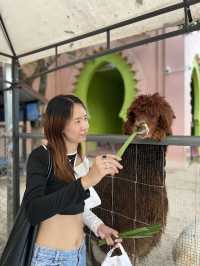 คาเมล รีพับบลิค Camel Republic ที่เที่ยวชะอำ