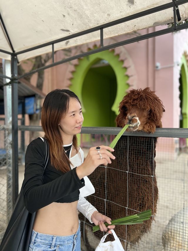 คาเมล รีพับบลิค Camel Republic ที่เที่ยวชะอำ