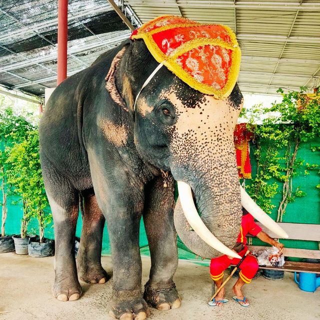 วังช้างอยุธยา แล เพนียด (ปางช้างอยุธยา แล เพนียด)