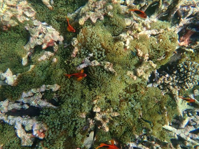 ชมทุ่งประการังที่เกาะย่านเชือก|ทะเลพม่า